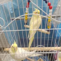 مولدلوتینو