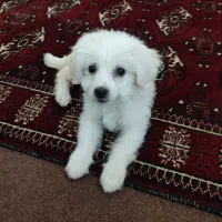 سگ بازیگوش شیتزو ماده و خانگی رنگ سفید