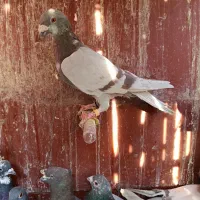 کفتر کبوتر سیاه غوره ای پیازی|پرنده|شیراز, رکنآباد|دیوار