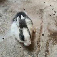 خرگوش نرو ماده