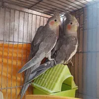 عروس هلندی|پرنده|قزوین, |دیوار