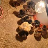 فروش جوجه لاری|حیوانات مزرعه|گمیشان, |دیوار