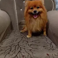 سگ نژاد دار واگذاری