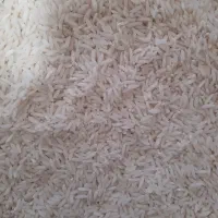 برنج هاشمی (طارم ) لشت نشا