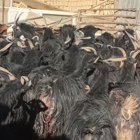 بز داشتی آبستن قوچ ومیش