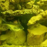 پنکوسی شکاری