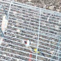 سهره سفیدزیردهن لربا دوعدد جوجه قناری مزایکی