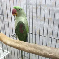 شاه طوطی ماده|پرنده|قم, بنیاد|دیوار