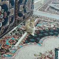 خرگوش خانگی