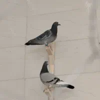 کفتر|پرنده|پاسارگاد, |دیوار