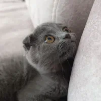 اسکاتیش|گربه|نیشابور, شهرک ولیعصر|دیوار