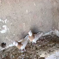 کبوتر طوقی سینه|پرنده|مرودشت, کناره|دیوار