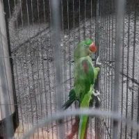 ۱عدد شاه طوطی و۱ عدد ملنگو نر جوان