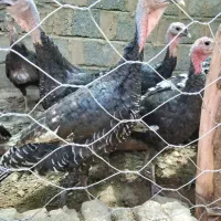 بوقلمون محلی|حیوانات مزرعه|سیب و سوران, |دیوار