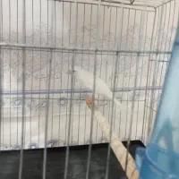 قناری سفید نر بدون یه پر خطا