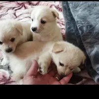 سه تا توله پامر اشپیتز اندازه کف دست10 تومن