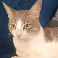 واگذاری گربه خانگی رایگان با شناسنامه