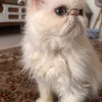 واگذاری گربه پرشین