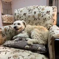 فروش سگ تریر ۳ ساله