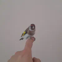 سهره نر اهلی دست آموز قناری