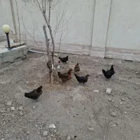 مرغ و خروس رسمی|حیوانات مزرعه|پاکدشت, پاکدشت (مامازند)|دیوار