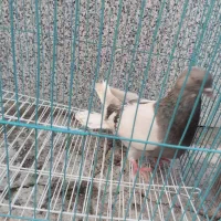 مفلق اصفانی کاغذی