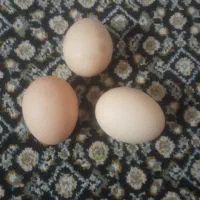 تخم مرغ محلی نطفه دار