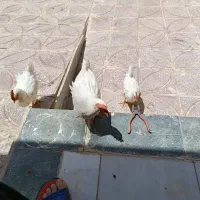 مرغ و خروس ۲ماهه
