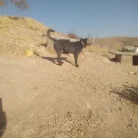 یک سگ خوب و باهوش برای نگهبانی|سگ|سلطانیه, |دیوار