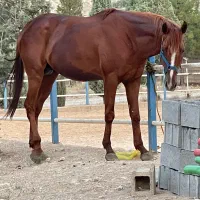نریون اخته ۲سر خارجی اسب پرش( پرشی)