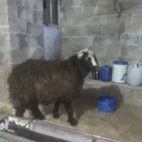 بره غوچ