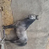 اسب جهت کشش اولاغ اسب قاتر