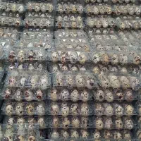 تخم بلدرچین.کلی(بسته ای وکیلویی) ارسال به کل ایران