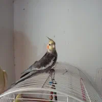 عروس هلندی نر