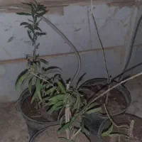 نهال گوجی بری|گل و گیاه طبیعی|قم, زاد|دیوار