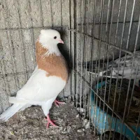 کبوترطوقی|پرنده|بندرعباس, |دیوار