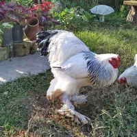 فروش خروس برهما اصل