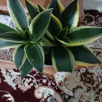 گل سانسوریا لبه طلایی پاکوتاه