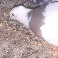 کبوتر گم شده|حیوانات|تاکستان, |دیوار