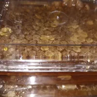 عسل های طبیعی گون،کوهستان،چندگیاه،دیابتی،جنگلی|خوردنی و آشامیدنی|پل سفید, |دیوار