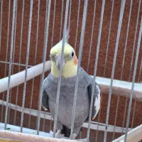 عروس هلندی|پرنده|اهر, |دیوار