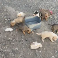 حامی حیوانات