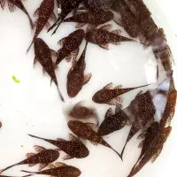 انواع کتفیش سوپر باله و باله کوتاه و شارک|ماهی|شیراز, گلشن|دیوار