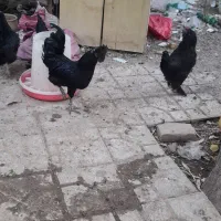 مرغ سیاه مرندی. خروس ایام سمانی