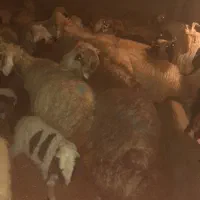 باخانه اطراف یاسوج معاوضه میکنم