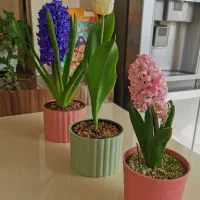 سنبل و لاله