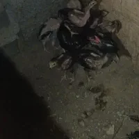 جوجه چابهاری