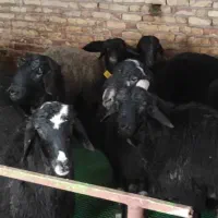 بره ی نر پروار