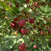 نهالستان گردو های پیوندی و اصلاح شده پالیز