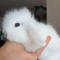 سلام خرگوش لوپ اصل